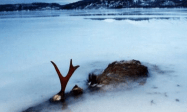 Ζώα που πάγωσαν, πέθαναν κι επανήλθαν στη ζωή (vid)