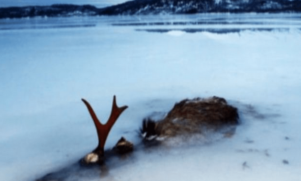 Ζώα που πάγωσαν, πέθαναν κι επανήλθαν στη ζωή (vid)