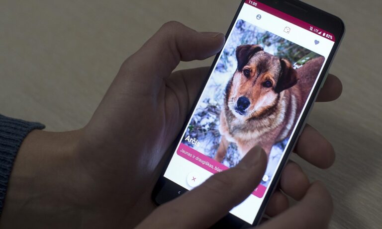 Εφαρμογή εμπνευσμένη από το Tinder βοηθά αδέσποτους σκύλους να βρουν αφεντικά (vid)