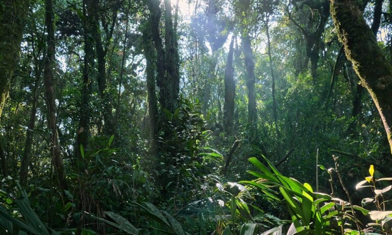 Τα πιο παράξενα πράγματα που βρέθηκαν ποτέ στη ζούγκλα (vid)
