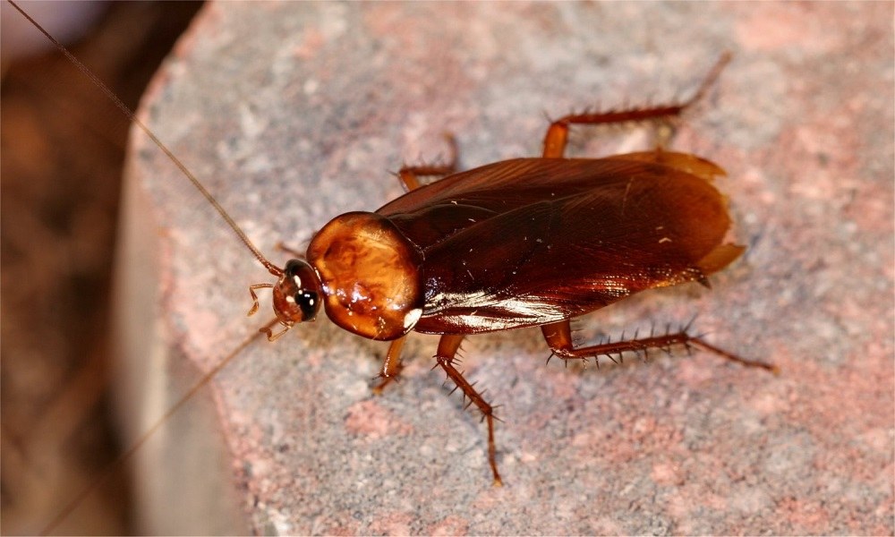 Τα επτά πράγματα που δεν γνωρίζατε για τις κατσαρίδες