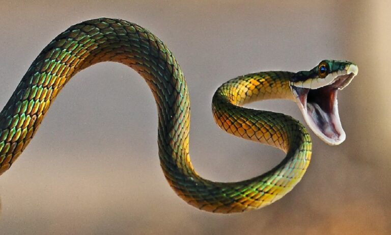 Τα πιο δηλητηριώδη φίδια στον κόσμο (vid)
