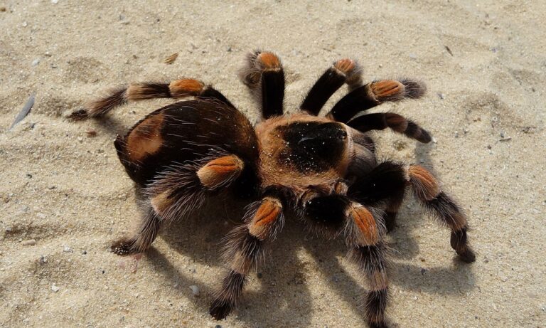 Ανακαλύφθηκε νέο είδος  ταραντούλας με κέρατο στην πλάτη (pics)