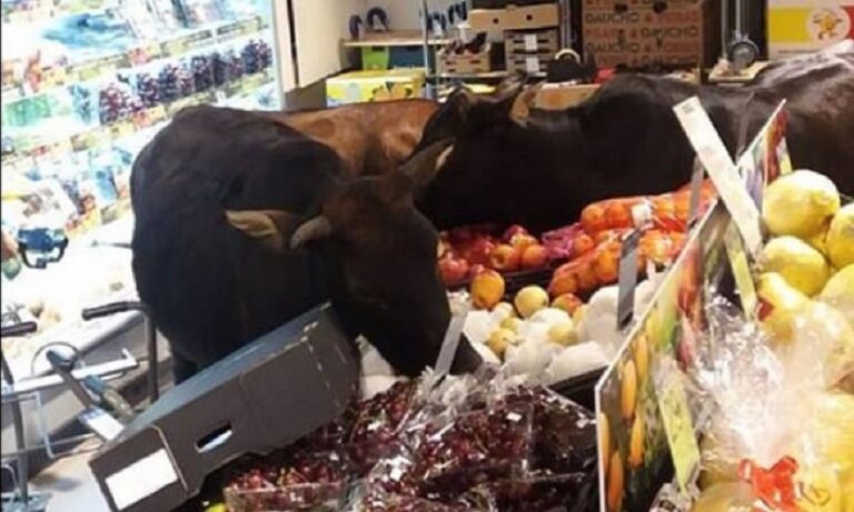 Ταύροι μπήκαν σε σούπερ μάρκετ και έφαγαν τα λαχανικά (pics)