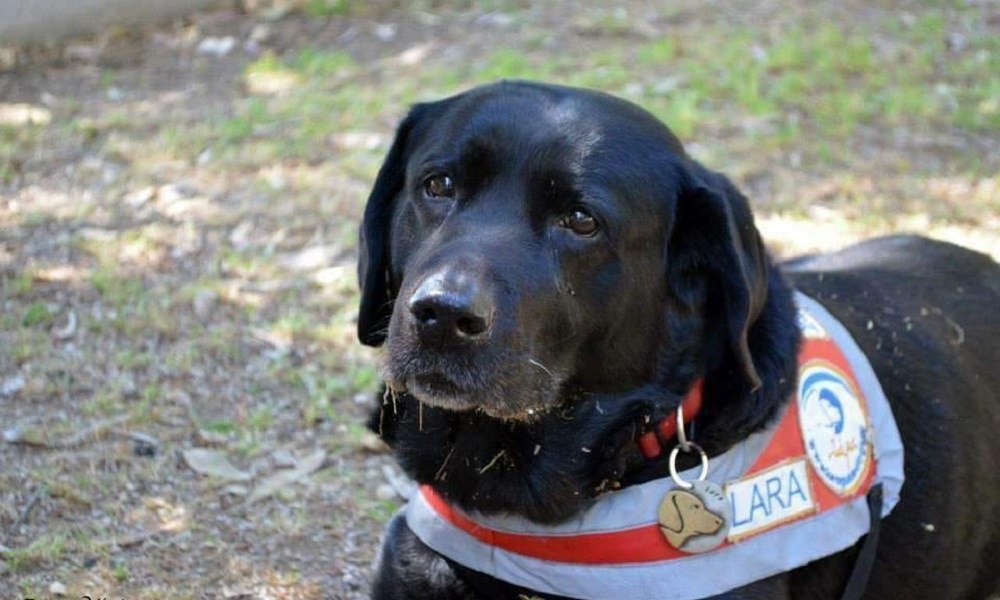 Λάρα: Πέθανε ο πρώτος σκύλος οδηγός τυφλών στην Ελλάδα