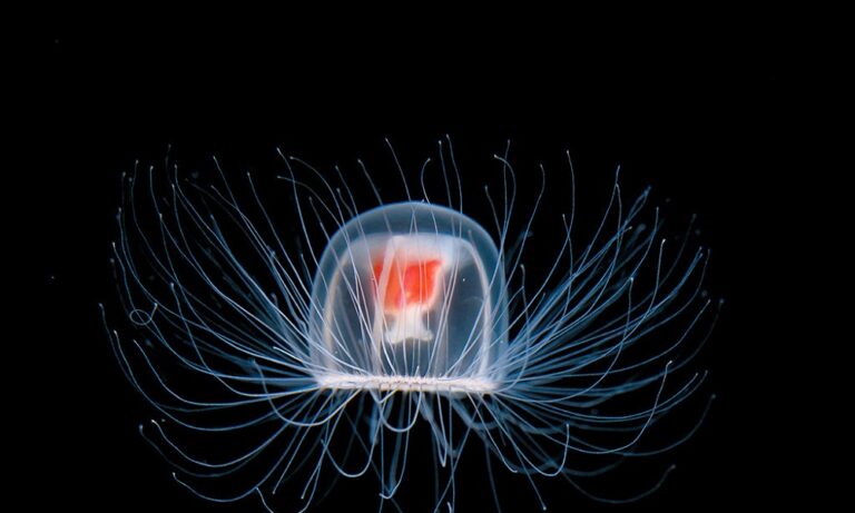 Τα ζώα που είναι…αθάνατα (vid)