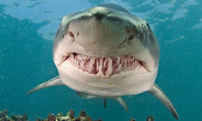 Ανακαλύφθηκε ο γηραιότερος καρχαρίας και είναι…512 ετών (vid)