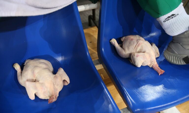 Παναθηναϊκός: Κοτόπουλα στον πάγκο του Ολυμπιακού