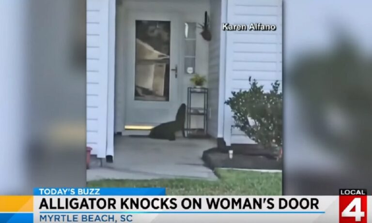 ΗΠΑ: Αλιγάτορας… χτύπησε κουδούνι σε σπίτι! (vid)