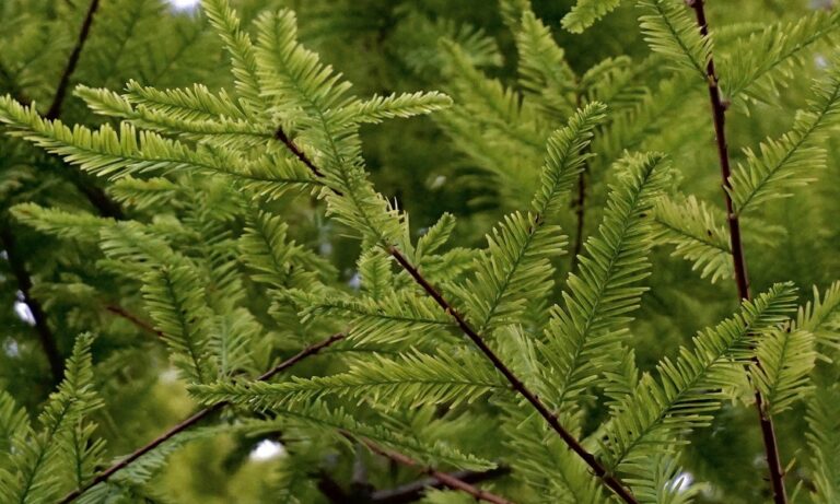 Viral: Ανακαλύφθηκε δέντρο 2.624 ετών