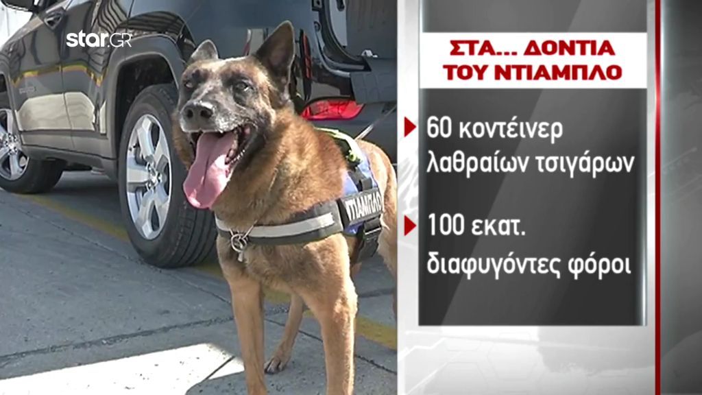 ΣΔΟΕ: Σκύλος βρήκε 12 εκ. παράνομα τσιγάρα (vid)