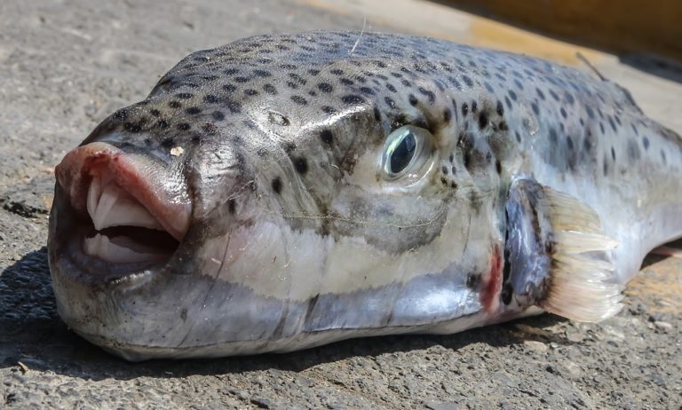Λαγοκέφαλος και Λεοντόψαρα: Γέμισε η θάλασσα τοξικά ψάρια! (vid)