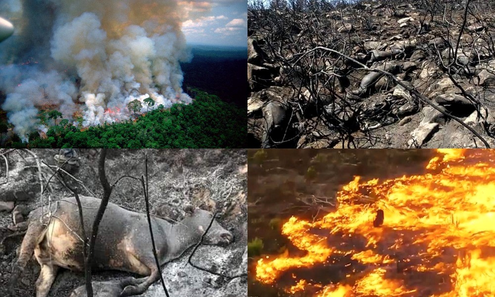 Αμαζόνιος: Παγκόσμια κραυγή αγωνίας για την ανυπολόγιστη καταστροφή