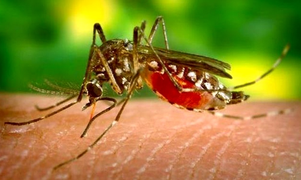 20 Αυγούστου: Παγκόσμια ημέρα κατά των κουνουπιών!
