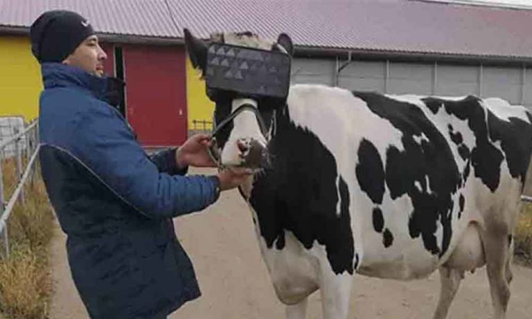 Φόρεσαν VR headsets σε αγελάδες για να μειώσουν το άγχος τους!