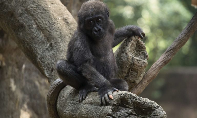 Viral: Γορίλας έχει ανθρώπινα δάκτυλα! (pics)