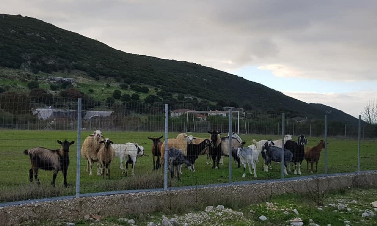 Ηγουμενίτσα – Απίστευτο! Πρόβατα έφαγαν χλοοτάπητα γηπέδου αξίας 150.000 ευρώ!