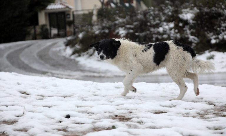 Καιρός: Βουτιά του υδράργυρου- Βροχές, χιόνια και θυελλώδεις άνεμοι (vids)