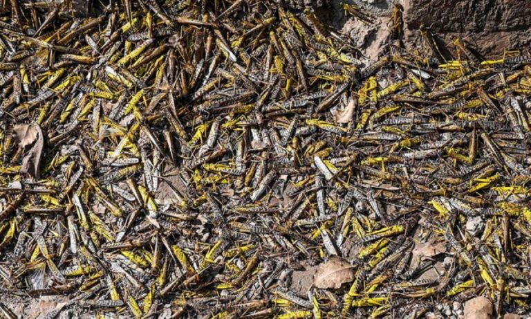 Ακρίδες: Επιδρομή και χαμός, μαύρισε ο ουρανός (vid)