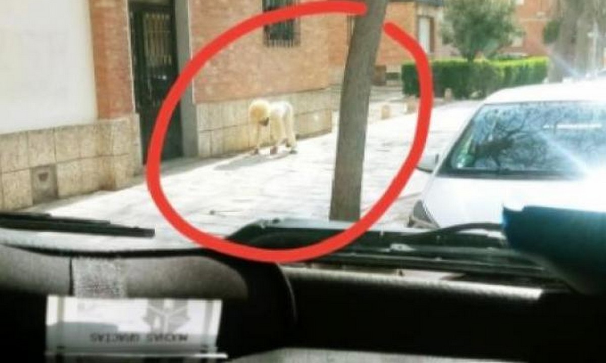 Viral: Δεν άντεξε την καραντίνα, ντύθηκε σκύλος και βγήκε βόλτα! (pic)