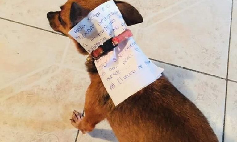 Κορονοϊός: Μεξικανός έστειλε το σκύλο του να του αγοράσει γαριδάκια (pics)