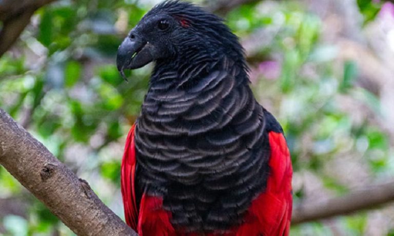 Παπαγάλος-δράκουλας: Το σπάνιο πτηνό με τα μαύρα και κόκκινα φτερά