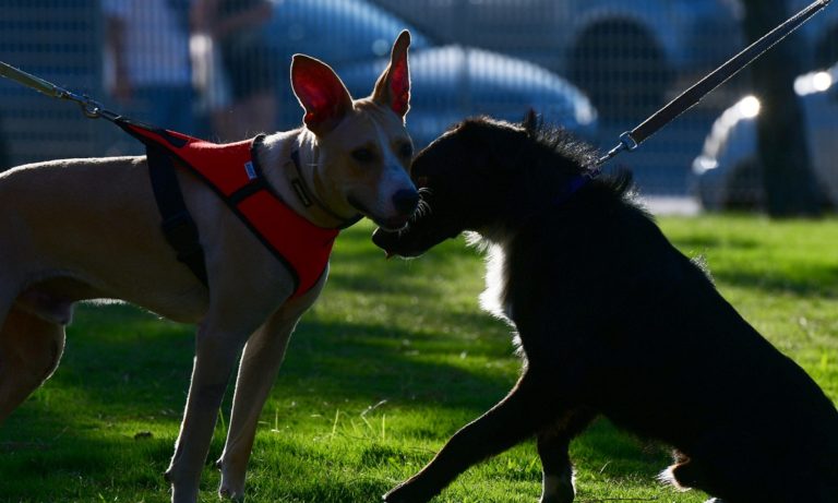 Κορονοϊός και κατοικίδια: Πόσο κινδυνεύουν οι μικροί μας φίλοι; (vid)