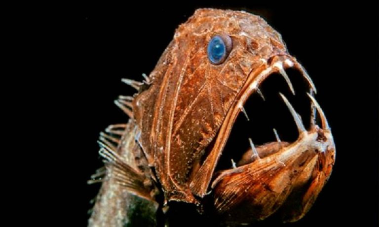 Αυτά είναι τα πιο τρομακτικά ψάρια στην «άβυσσο» της θάλασσας (pics-vids)
