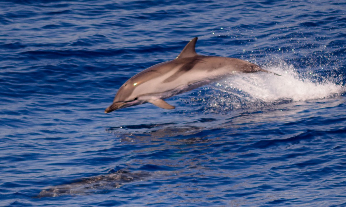 Η καραντίνα έφερε δελφίνια στον Βόσπορο (vids)
