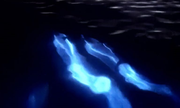 Απίστευτο: Δελφίνια λάμπουν μέσα στη θάλασσα (pics-vid)