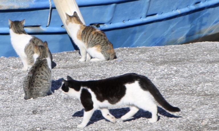 ΗΠΑ: Δύο γάτες θετικές στον κορονοϊό