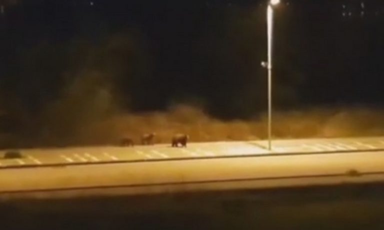 Καστοριά: Αρκούδες έκαναν βόλτα στην άδεια πόλη (vid)