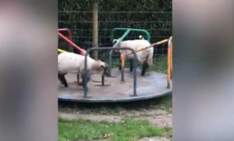 Viral: Το βίντεο με τα πρόβατα να κάνουν «γύρω γύρω όλοι»