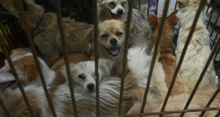 Κορονοϊός – Κίνα: Σεντσέν, η πρώτη πόλη που απαγόρευσε την κατανάλωση γατιών και σκύλων