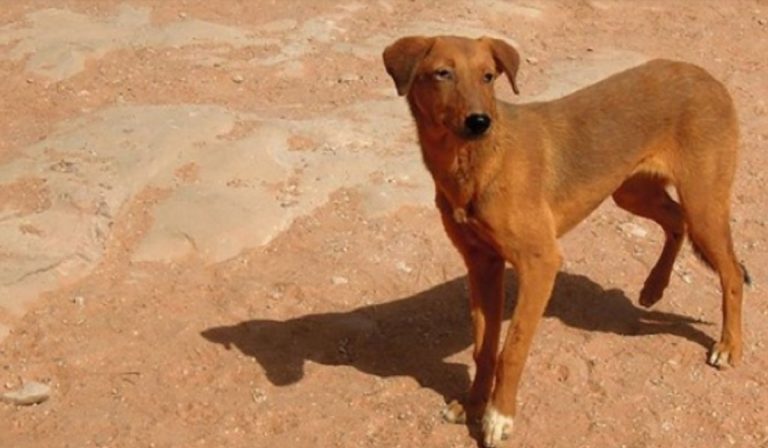 Έφαγαν σκύλο: Και όμως βάσει του νόμου τους οι μουσουλμάνοι μπορούν