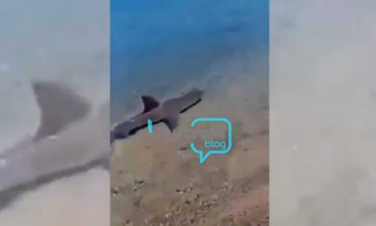 Απίστευτο! Καρχαρίας κολυμπάει στα ρηχά σε παραλία της Κορίνθου! (vid)