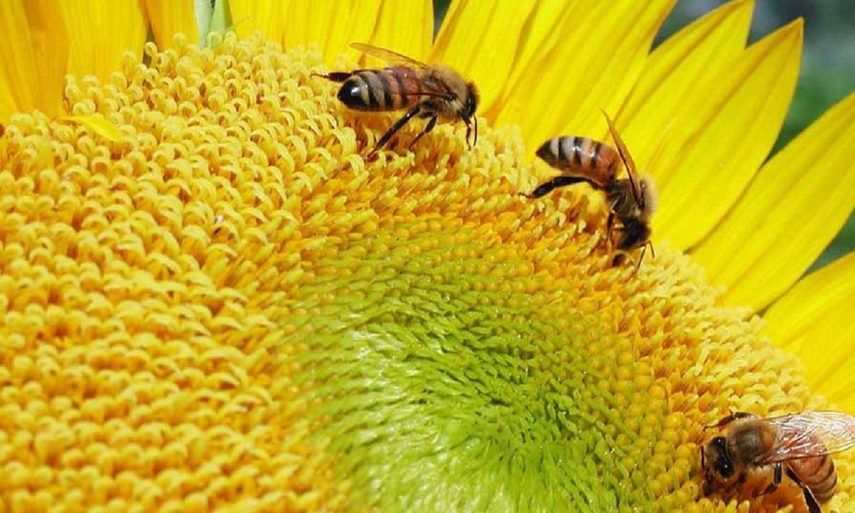 20 Μαΐου: Παγκόσμια Ημέρα Μέλισσας