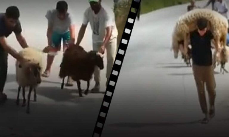 Μόρια – Βίντεο σοκ: Μετανάστες κλέβουν τα πρόβατα των κατοίκων, τα σφάζουν και τα πουλάνε!