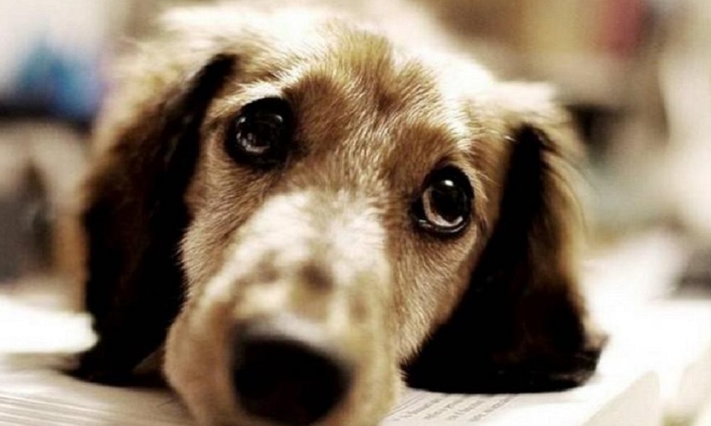 Ημαθία: Παρέσυρε και σκότωσε σκυλί για να μπει σε σπίτι να κλέψει