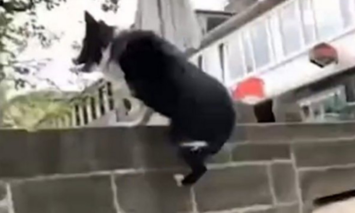 Viral: Ο απίθανος σκύλος που κάνει Parkour (vid)
