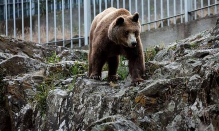Βγήκαν οι… αρκούδες στην Καστοριά (vid)