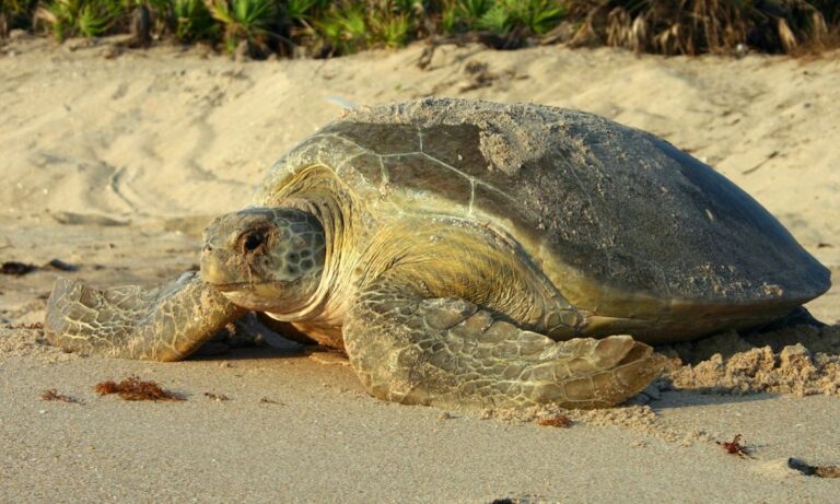 23 Μαΐου: Παγκόσμια ημέρα χελώνας