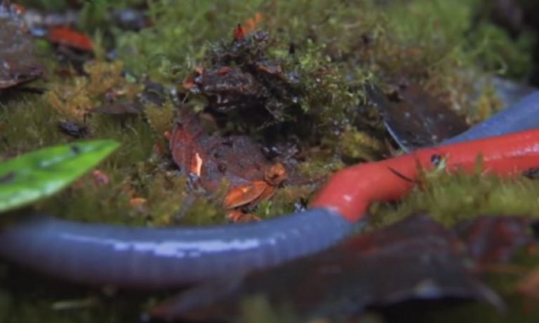 VIRAL: Μια βδέλλα τρώει σαν… ηλεκτρική σκούπα! (vid)