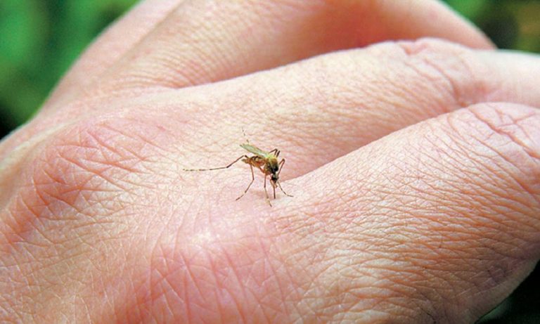 Κορονοϊός: Δεν μεταδίδεται από τσίμπημα κουνουπιών