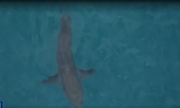 Αυστραλία: Καρχαρίας σκότωσε σέρφερ (vid)