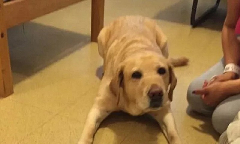 Σκυλίτσα στον Βόλο έσωσε δύο ανήλικα κορίτσια από ληστές