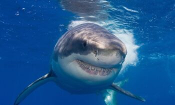 Εφιάλτης: Φονική επίθεση λευκού καρχαρία σε 63χρονη!