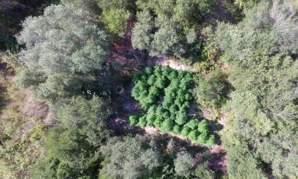 Κέρκυρα: 142 κρυμμένα χασισόδεντρα έφεραν συλλήψεις!