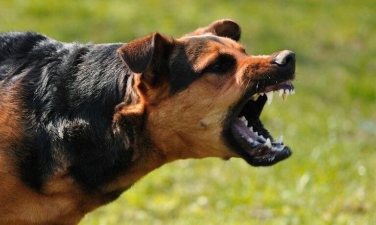 Νέο περιστατικό: Επίθεση σκύλου σε παιδί στον Τύρναβο! (pic)