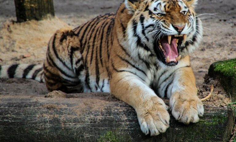 29 Ιουλίου: Παγκόσμια Ημέρα Τίγρης